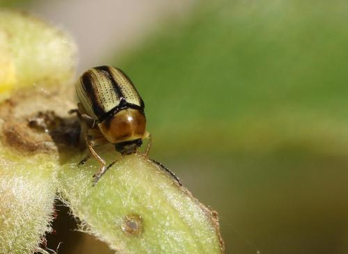 Cryptocephalus sp.